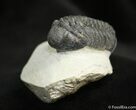 Arched / Inch Phacops Speculator Trilobite #1519-4